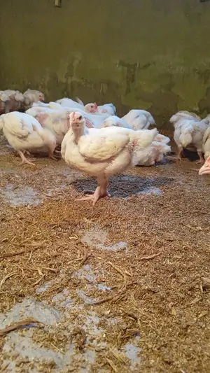 5 Weeks Old Broiler