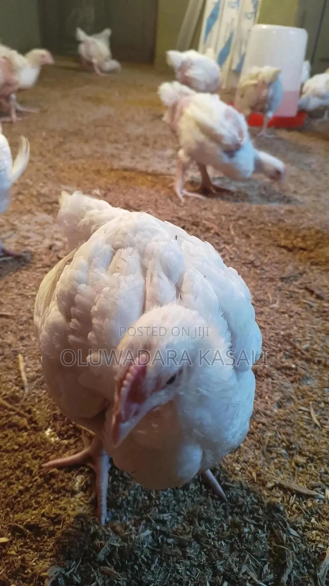 5 Weeks Old Broiler
