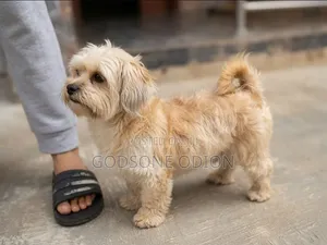 1+ year Female Purebred Lhasa Apso