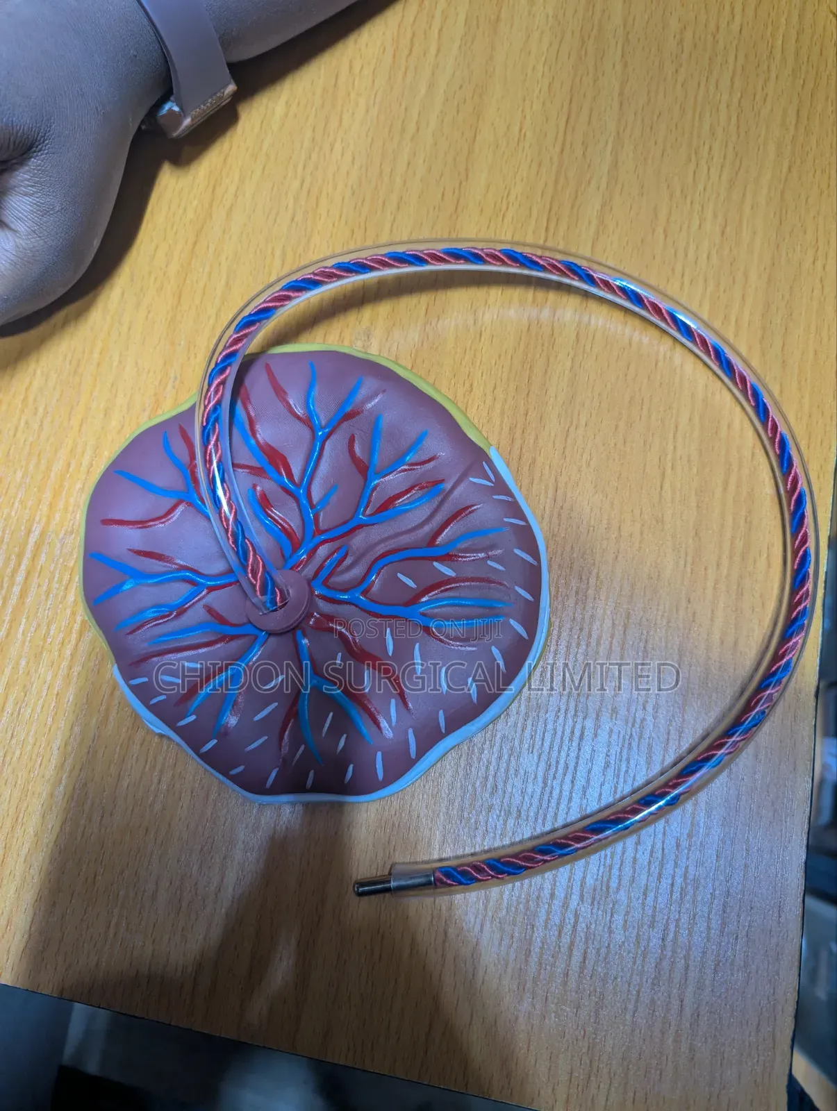 Placenta Model