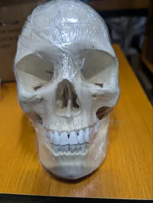 Skull Model