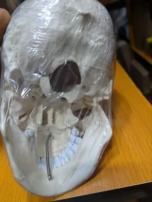 Skull Model