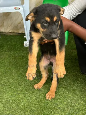 1-3 months Male Purebred German Shepherd
