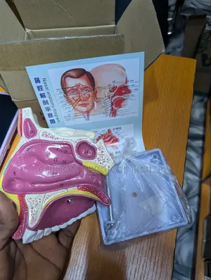 Nose Model