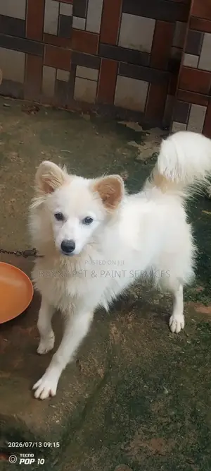 3-6 months Female Purebred American Eskimo