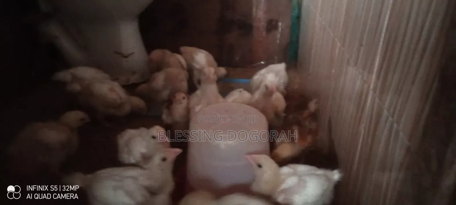 Broilers at 4 Weeks for Sale