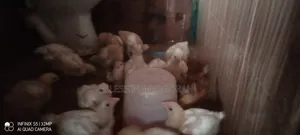 Broilers at 4 Weeks for Sale