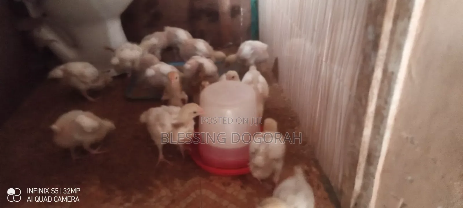 Broilers at 4 Weeks for Sale