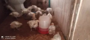 Broilers at 4 Weeks for Sale