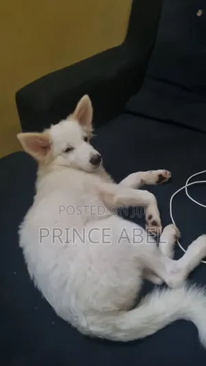 3-6 months Male Purebred American Eskimo