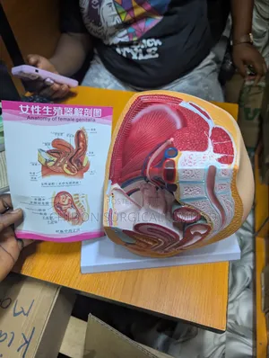 Human Reproductive System Model