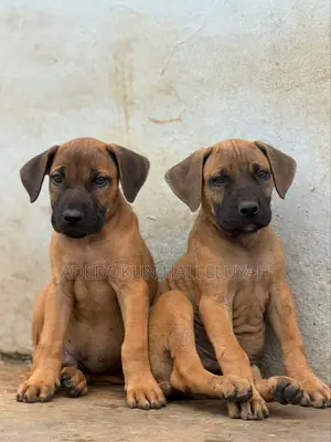 1-3 months Male Purebred Boerboel