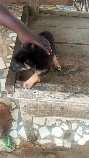 1-3 months Female Purebred German Shepherd