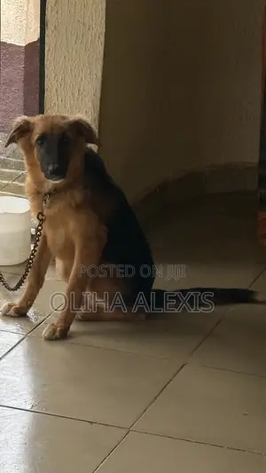 3-6 months Male Purebred German Shepherd