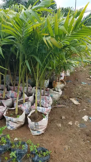 Landscaping, Gardening and Maintenance