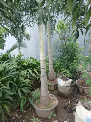 Foxtail Palm