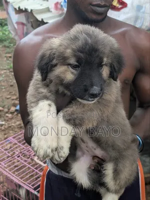 1-3 months Female Purebred Caucasian Shepherd