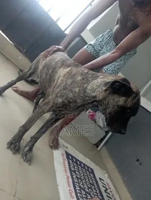 6-12 months Female Purebred Boerboel