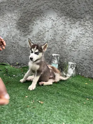 1-3 months Male Purebred Siberian Husky