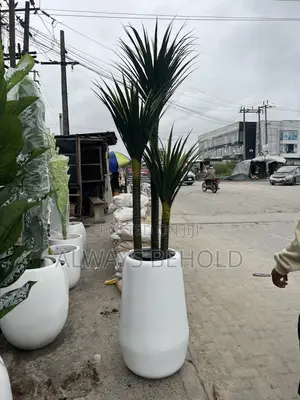 Tall cylinTMadagascar Dragon Tree Botanical Name: Dracaena Marginata/