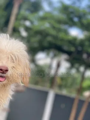 3-6 months Male Purebred Lhasa Apso