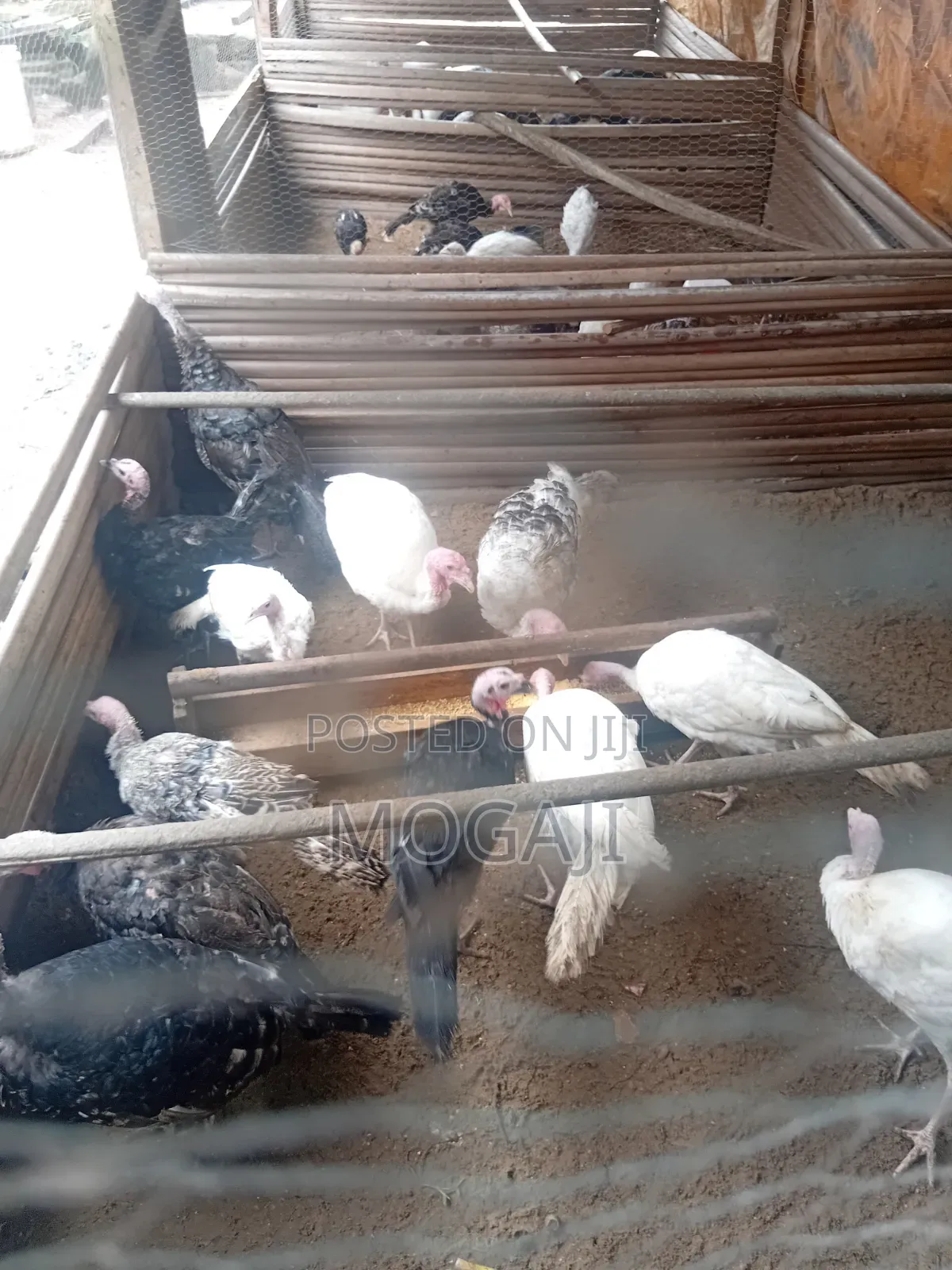 8 Week Old Local Turkey Is Available 20 Remaining