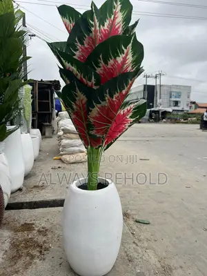 Red Aglaonema (Siam Aurora / Red Chinese Evergreen)