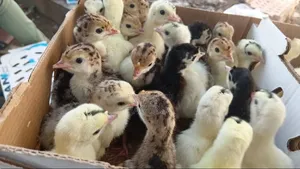 Day Old Chicks Like Boiler, Noiler, Turkey Imported and Local,pullet