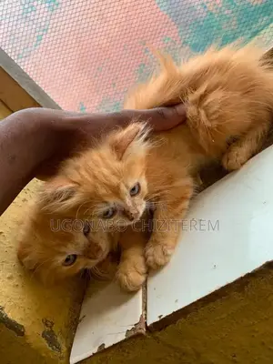 1-3 months Male Purebred Persian