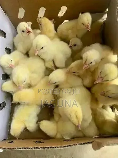 Day Old Chicks