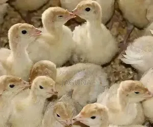 Day Old Chicks
