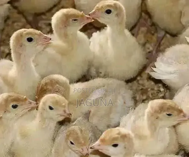 Day Old Chicks