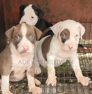 1-3 months Male Purebred American Pit Bull Terrier
