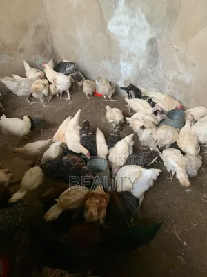 Broilers Chicken