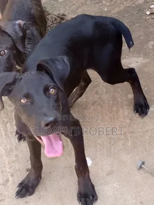 6-12 months Male Mixed Breed Cane Corso