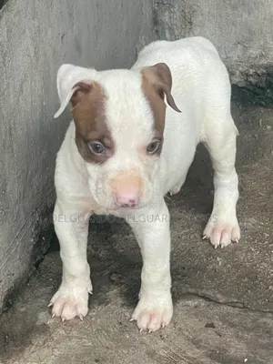 1-3 months Male Purebred American Pit Bull Terrier