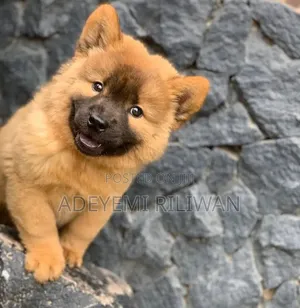 1-3 months Male Purebred Chow Chow