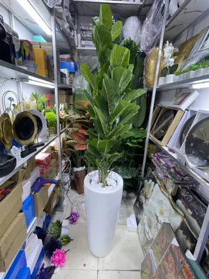 Evergreen Flower With Pot