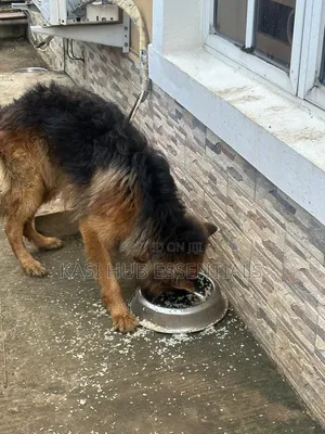 1+ year Male Purebred German Shepherd