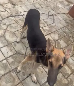 6-12 months Male Purebred German Shepherd