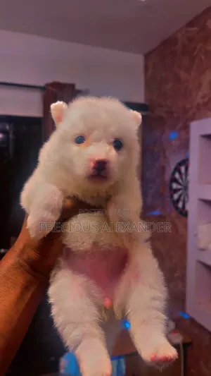 1-3 months Female Purebred American Eskimo