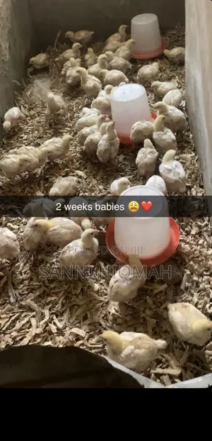 21days Old Broiler Will Be Available for Sale by Next Week Wednesday