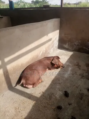 Purebred Duroc Young Boar (36kg – 50kg) – Premium Breeding Stock
