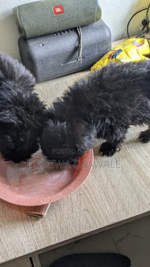 1-3 months Male Purebred Lhasa Apso