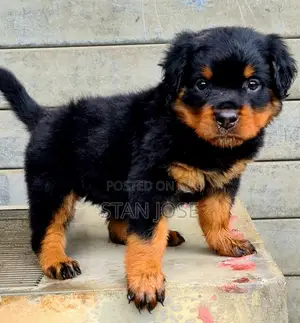 1-3 months Female Purebred Rottweiler