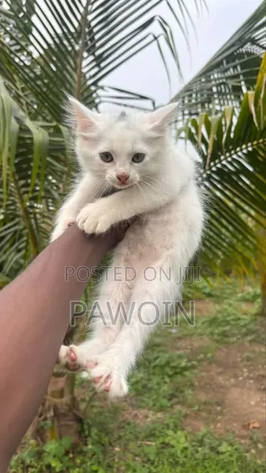 1-3 months Male Purebred Turkish Angora