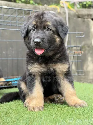 1-3 months Female Purebred German Shepherd