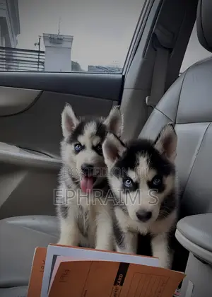 1-3 months Male Purebred Siberian Husky