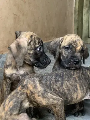1-3 months Female Purebred Cane Corso