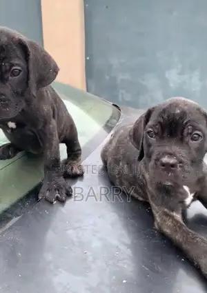 1-3 months Female Purebred Cane Corso